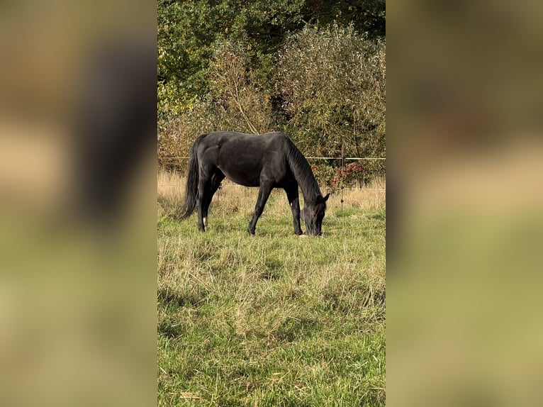 Westphalian Gelding 13 years 17,2 hh Black in N&#xFC;rnberg
