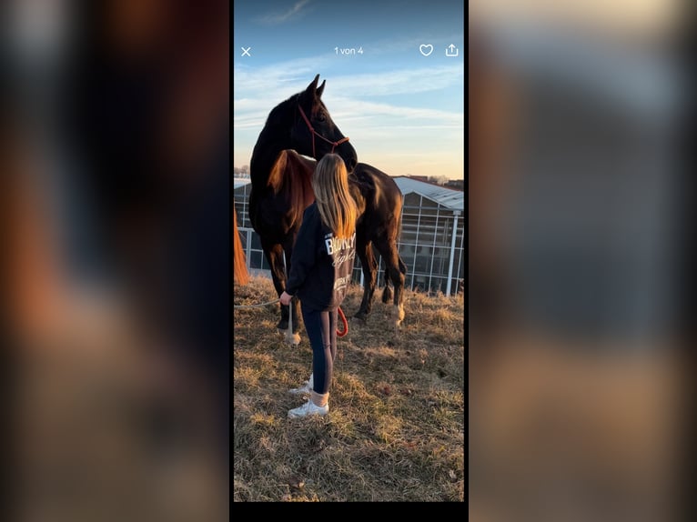 Westphalian Gelding 13 years 17,2 hh Black in N&#xFC;rnberg