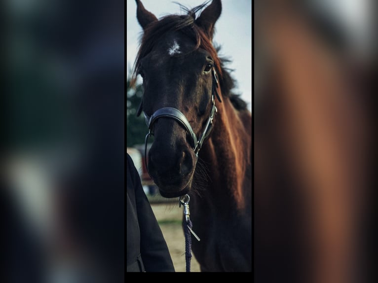Westphalian Gelding 13 years 17,2 hh Black in N&#xFC;rnberg
