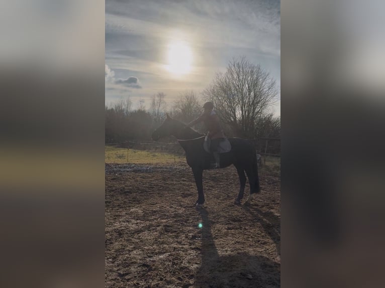 Westphalian Gelding 13 years 17,2 hh Black in N&#xFC;rnberg
