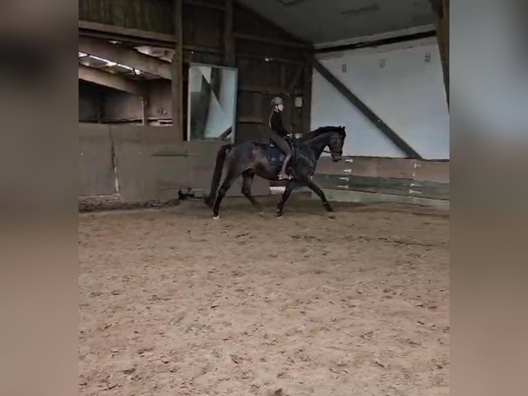 Westphalian Gelding 13 years Brown in Hamburg