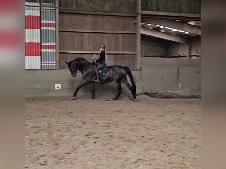 Westphalian Gelding 13 years Brown in Hamburg