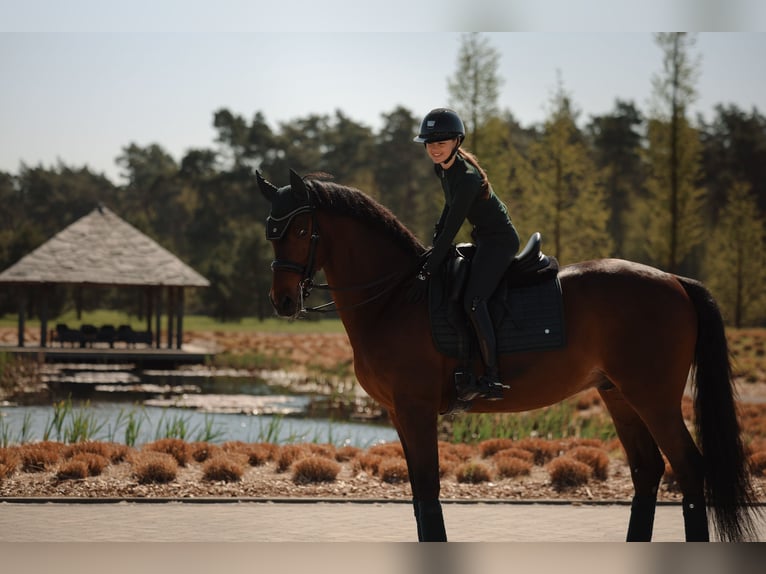 Westphalian Gelding 14 years 16.1 hh Brown in Mol