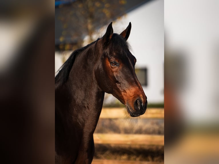Westphalian Gelding 14 years 16.1 hh Brown in Mol