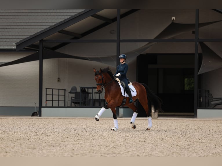 Westphalian Gelding 14 years 16.1 hh Brown in Mol