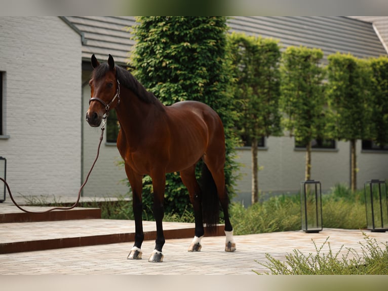 Westphalian Gelding 14 years 16.1 hh Brown in Mol