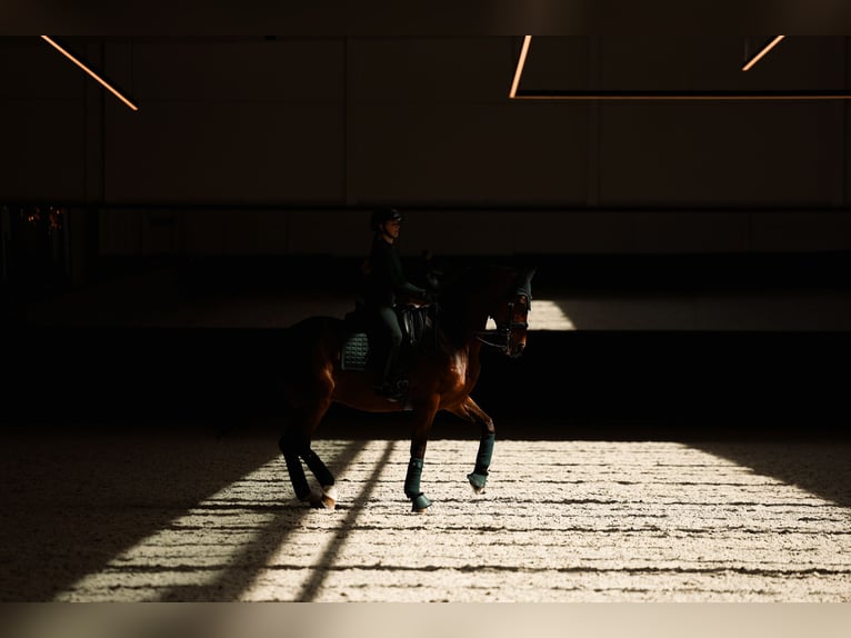 Westphalian Gelding 14 years 16.1 hh Brown in Mol