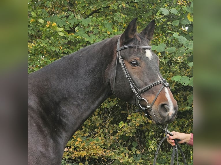 Westphalian Gelding 14 years 16,1 hh Smoky-Black in Wachtendonk