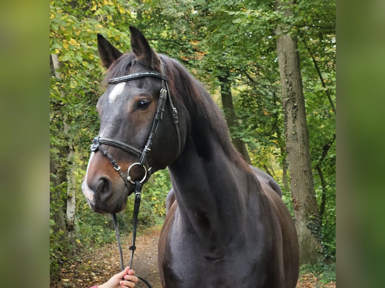 Westphalian Gelding 14 years 16,1 hh Smoky-Black in Wachtendonk