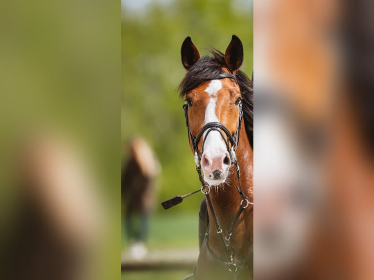Westphalian Gelding 14 years 16.2 hh Brown in Lage