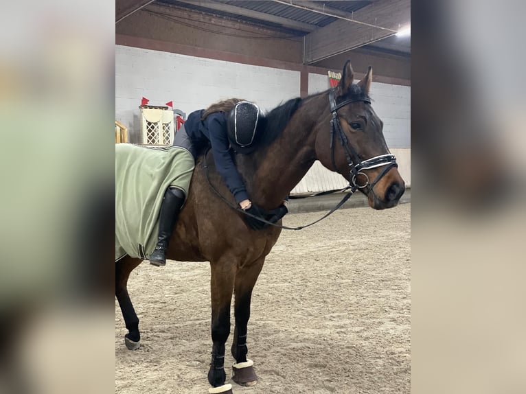 Westphalian Gelding 14 years 16,2 hh Brown in Germersheim