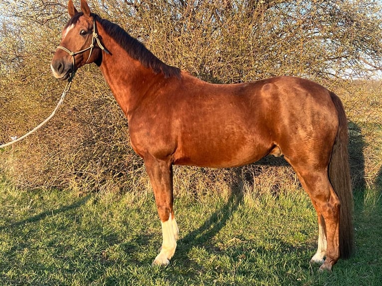 Westphalian Gelding 14 years 16.2 hh Chestnut-Red in Hettstedt