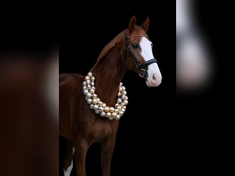 Westphalian Gelding 14 years 16.3 hh Chestnut in Wegberg