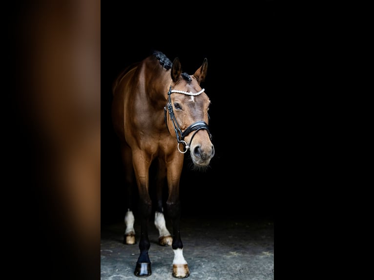 Westphalian, Gelding, 14 years, 16.3 hh