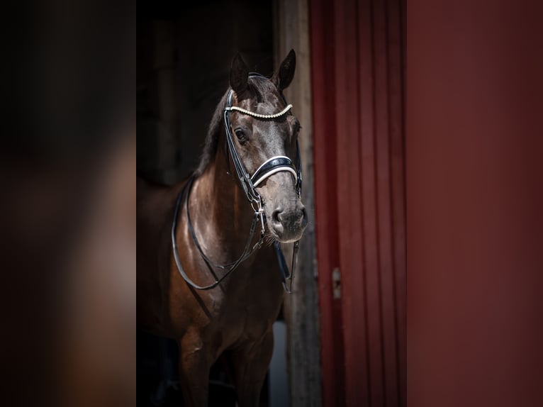 Westphalian Gelding 14 years 16 hh Black in Hagendorn