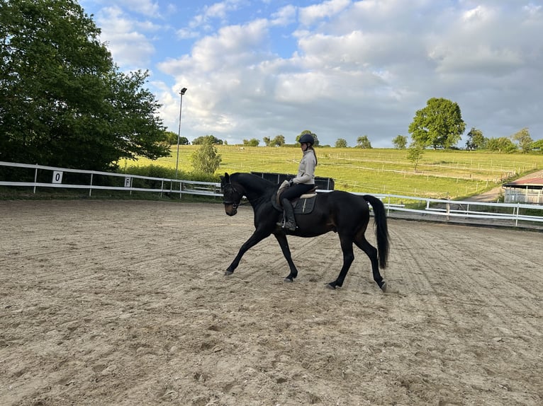 Westphalian Gelding 14 years 16 hh Brown in Erlensee