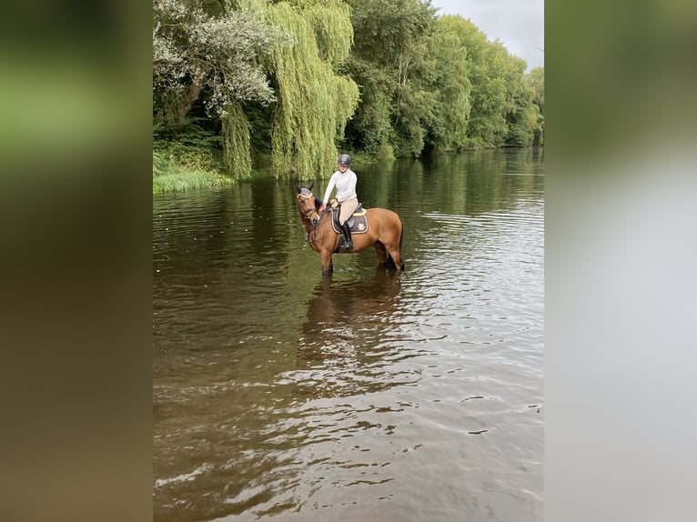 Westphalian Gelding 14 years 16 hh  in Salzkotten