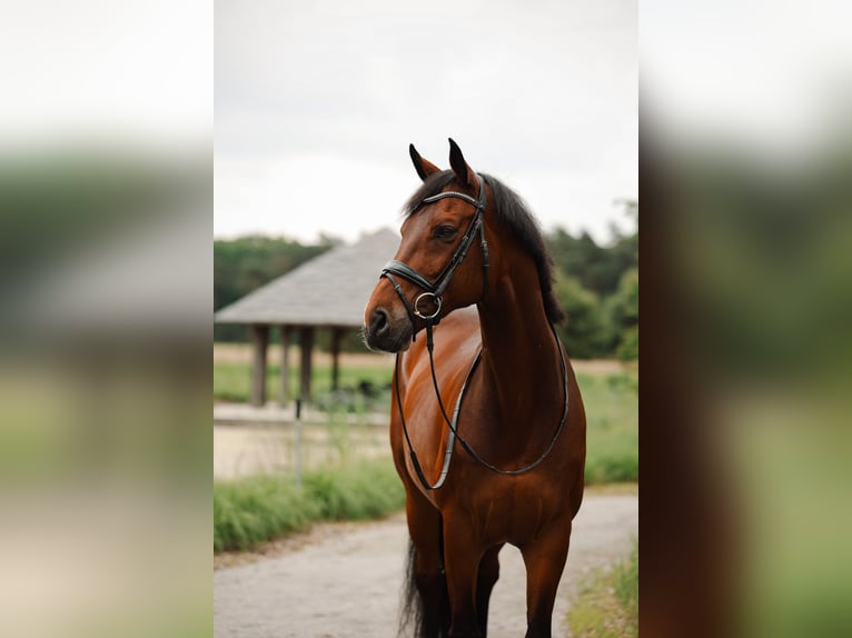 Westphalian Gelding 14 years 16,1 hh Brown in Mol