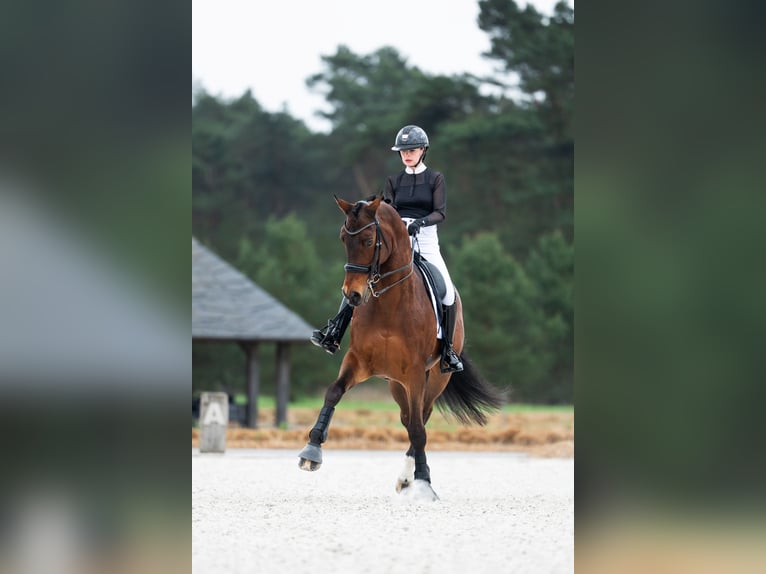 Westphalian Gelding 14 years 16,1 hh Brown in Mol