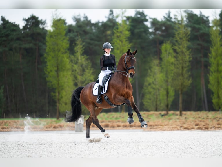 Westphalian Gelding 14 years 16,1 hh Brown in Mol