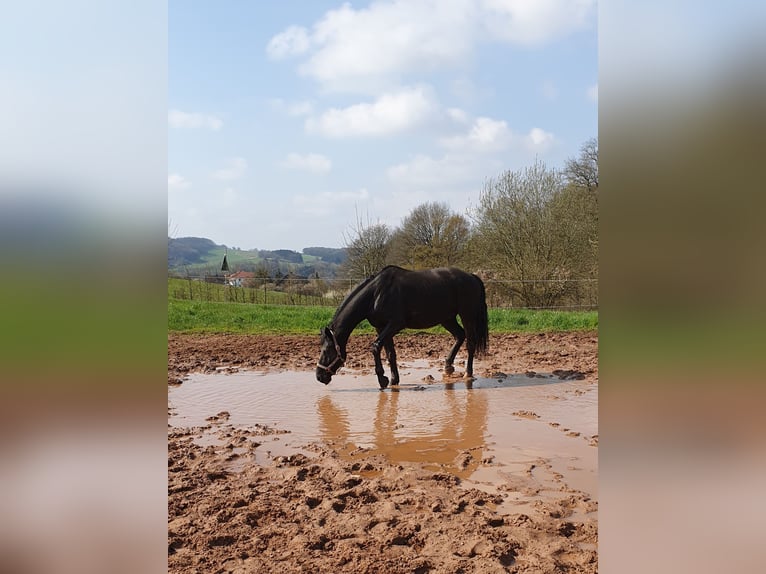 Westphalian Gelding 14 years 16,2 hh Black in Ohmbach