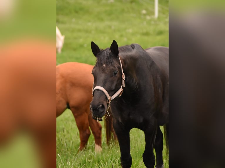 Westphalian Gelding 14 years 16,2 hh Black in Ohmbach