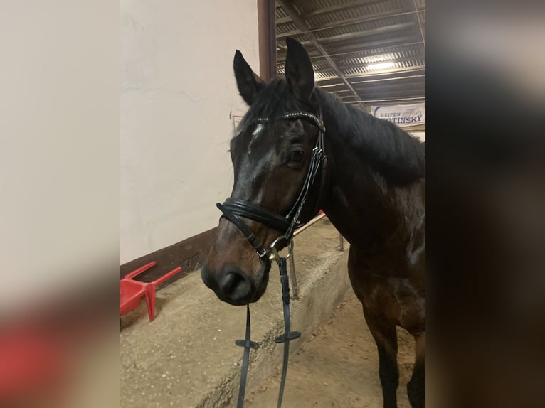 Westphalian Gelding 14 years 16,2 hh Brown in Lahnstein
