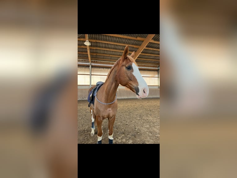 Westphalian Gelding 14 years 16,3 hh Chestnut in Wegberg