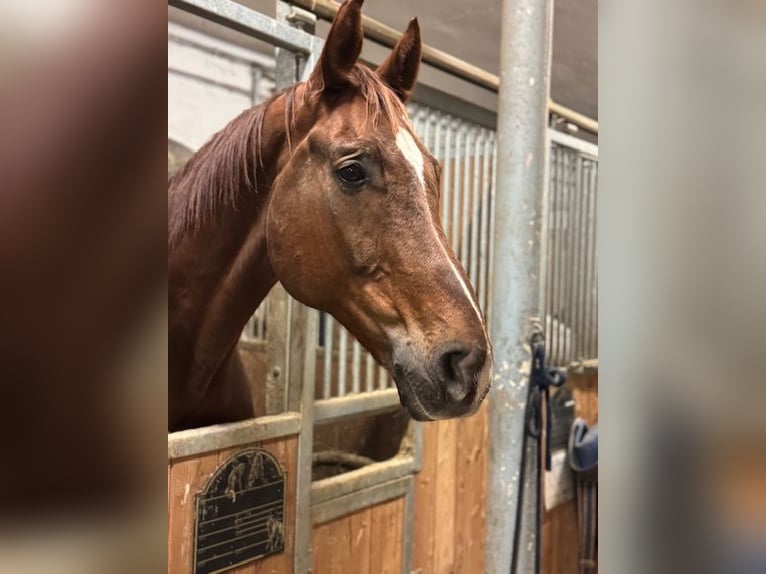 Westphalian Gelding 14 years 17,1 hh Chestnut in Traismauer