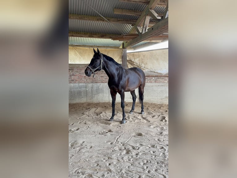 Westphalian Gelding 14 years 17.2 hh  in Bad hersfeld