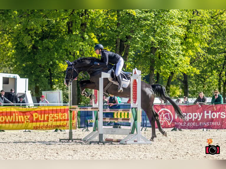 Westphalian Gelding 14 years 17 hh Bay-Dark in Ebenfurth