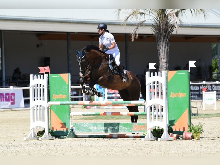 Westphalian Gelding 14 years 17 hh Bay-Dark in Ebenfurth