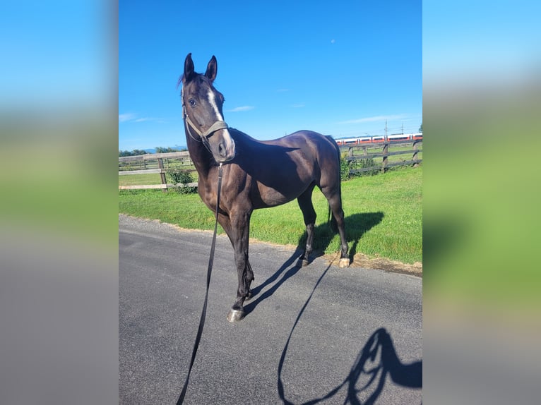 Westphalian Gelding 14 years 17 hh Bay-Dark in Ebenfurth