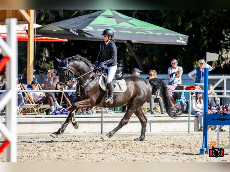 Westphalian Gelding 14 years 17 hh Bay-Dark in Ebenfurth