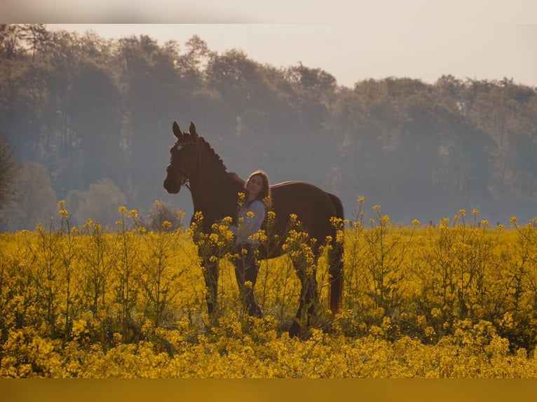 Westphalian Gelding 14 years 17 hh Brown in Bad Driburg