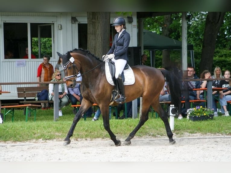 Westphalian Gelding 14 years 17 hh Brown in Bad Driburg