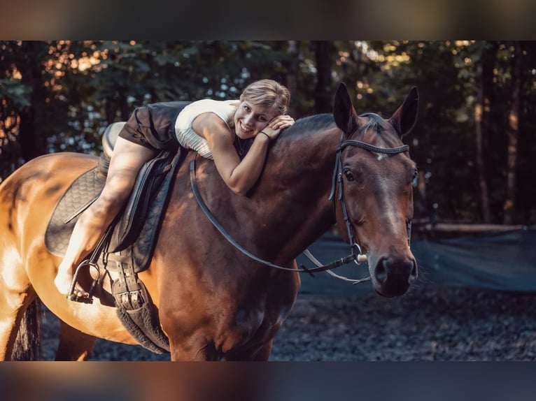 Westphalian Gelding 14 years 17 hh Brown in Zweiflingen