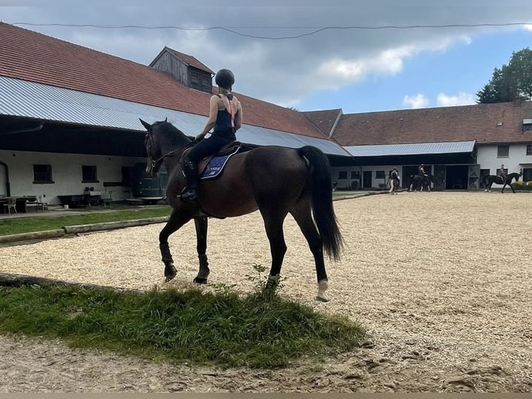 Westphalian Gelding 14 years 17 hh Brown in Zweiflingen