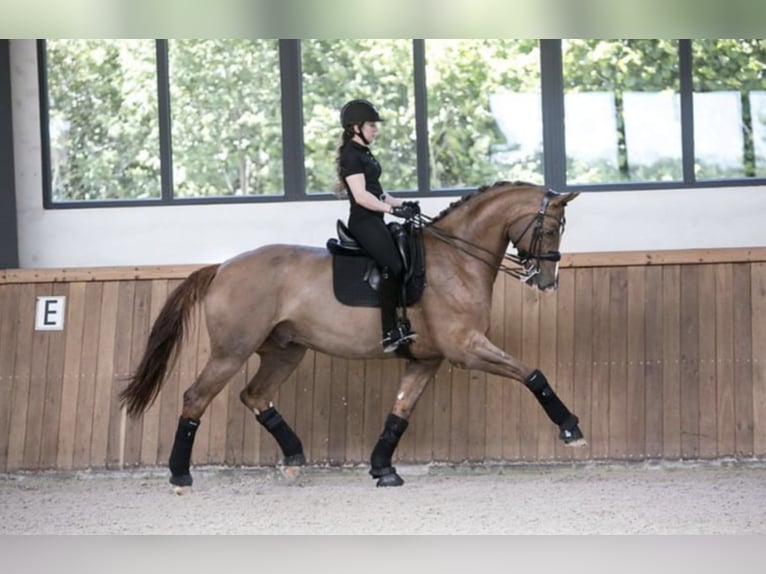 Westphalian Gelding 14 years 17 hh Chestnut-Red in Hörstel