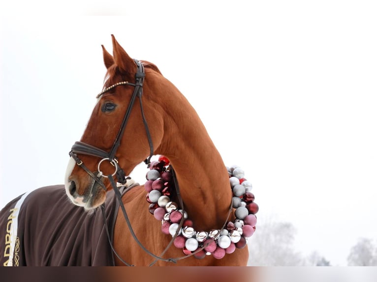 Westphalian Gelding 14 years 17 hh Chestnut-Red in Durmersheim