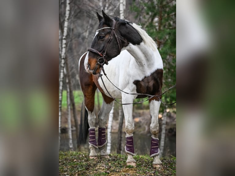 Westphalian Mix Gelding 14 years 17 hh Pinto in Vaduz Westphalian Mix Gelding 14 years 17 hh Pinto in Vaduz