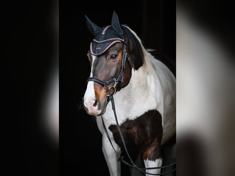 Westphalian Mix Gelding 14 years 17 hh Pinto in Vaduz Westphalian Mix Gelding 14 years 17 hh Pinto in Vaduz