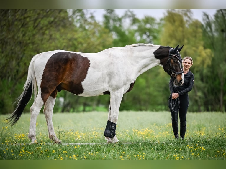 Westphalian Mix Gelding 14 years 17 hh Pinto in Vaduz Westphalian Mix Gelding 14 years 17 hh Pinto in Vaduz