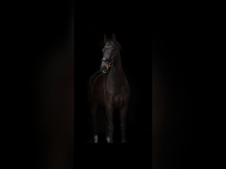 Westphalian Gelding 14 years 17,1 hh Bay-Dark in Lingen