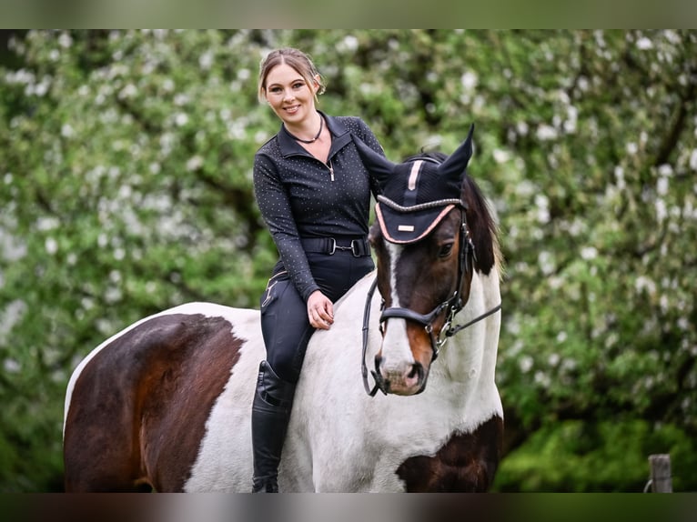 Westphalian Gelding 14 years 7,1 hh Pinto in Vaduz Westphalian Gelding 14 years 7,1 hh Pinto in Vaduz