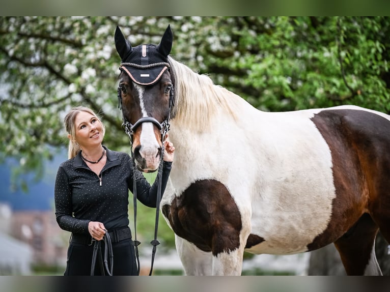 Westphalian Gelding 14 years 7,1 hh Pinto in Vaduz Westphalian Gelding 14 years 7,1 hh Pinto in Vaduz