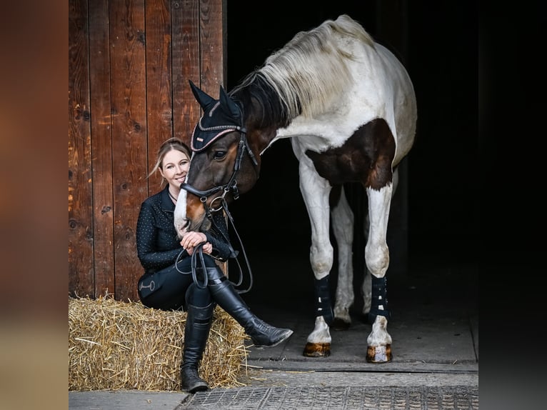 Westphalian Gelding 14 years 7,1 hh Pinto in Vaduz Westphalian Gelding 14 years 7,1 hh Pinto in Vaduz