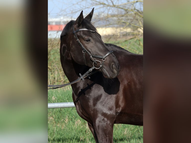 Westphalian Gelding 15 years 16.1 hh Black in Pirmasens
