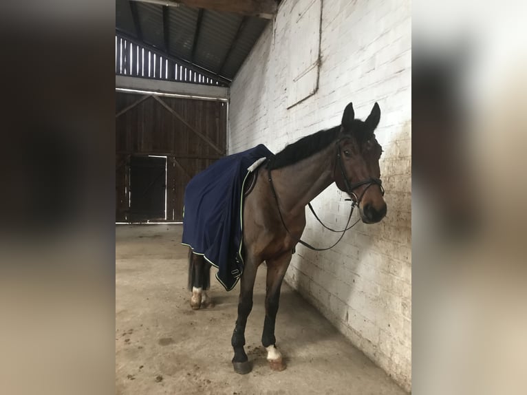 Westphalian Gelding 15 years 16,1 hh Brown in Diemelsee