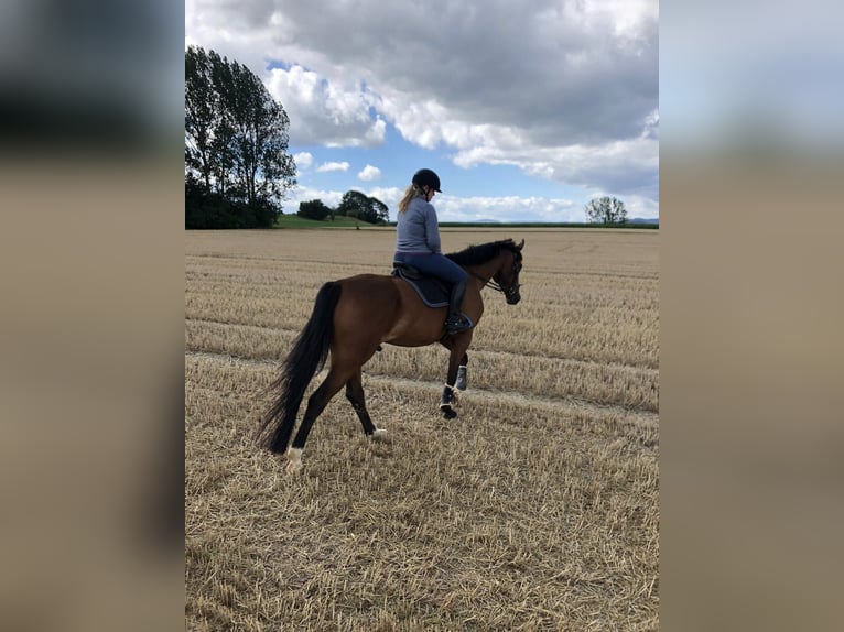 Westphalian Gelding 15 years 16,1 hh Brown in Diemelsee